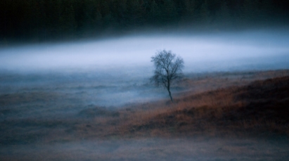 At this time of year the days are very short here in Moray and a little darkness can fill your mood - this dusk image seemed to capture that feeling - a lone tree peaking through twilight mist - spooky in a sensual way.......