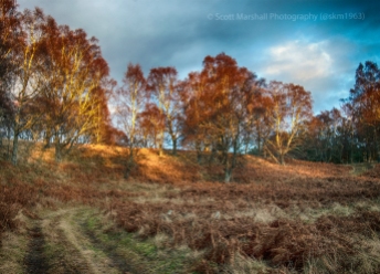 You have no idea how often I have tried photographing trees - with a very low success rate. Mr David Oakes however rarely gets it wrong - please check out his blog http://davidoakesimages.wordpress.com/ to guage for yourself. However on this occasion the sun was particularly low in the sky and just tickling a few branches with just enough light to be interesting - so there you have it a "homage to Mr Oakes" - enjoy